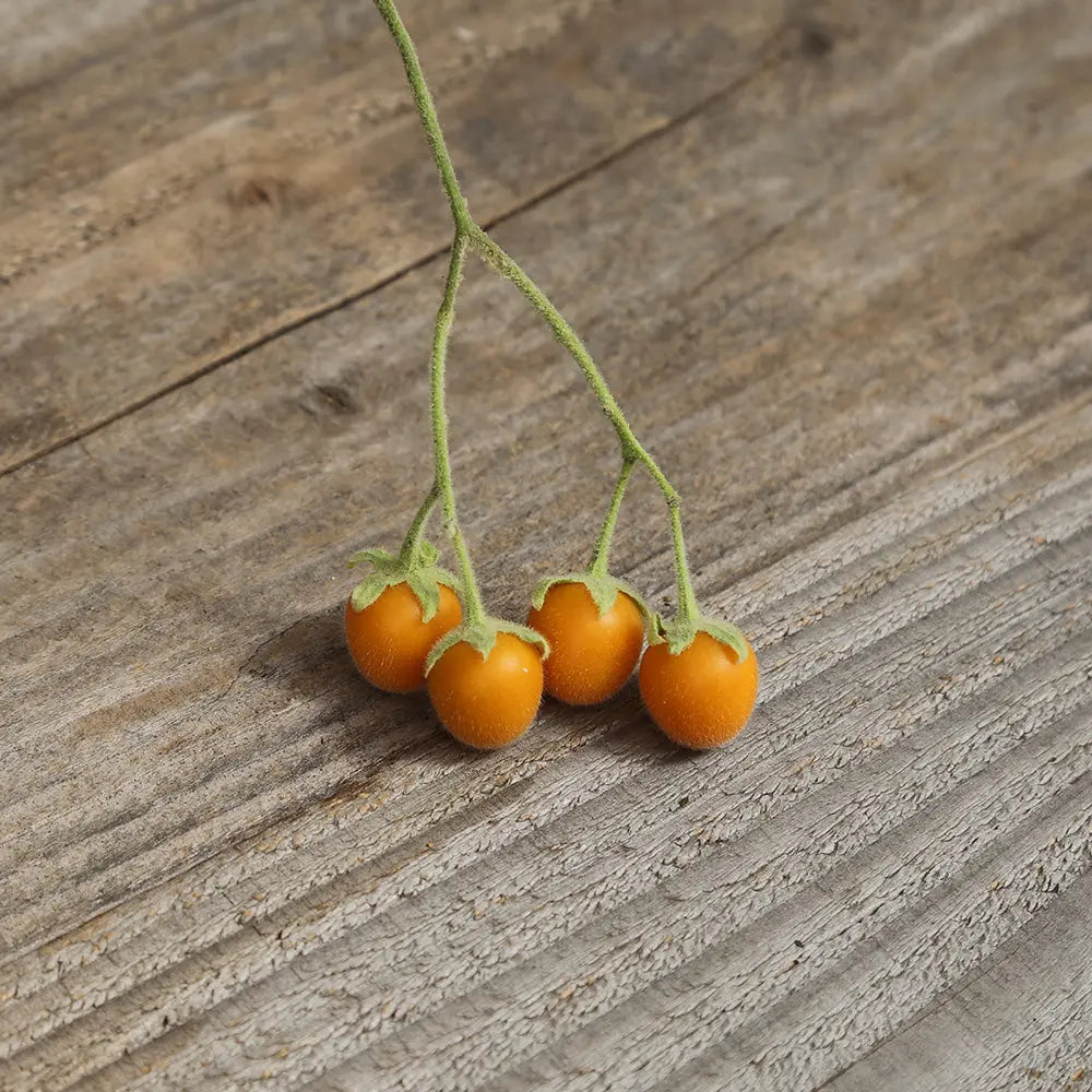 Graines de tamarillo nain bio – La Ferme de Sainte Marthe