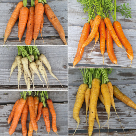 Tapis de graines de carottes 5 variétés bio – La Ferme de Sainte Marthe