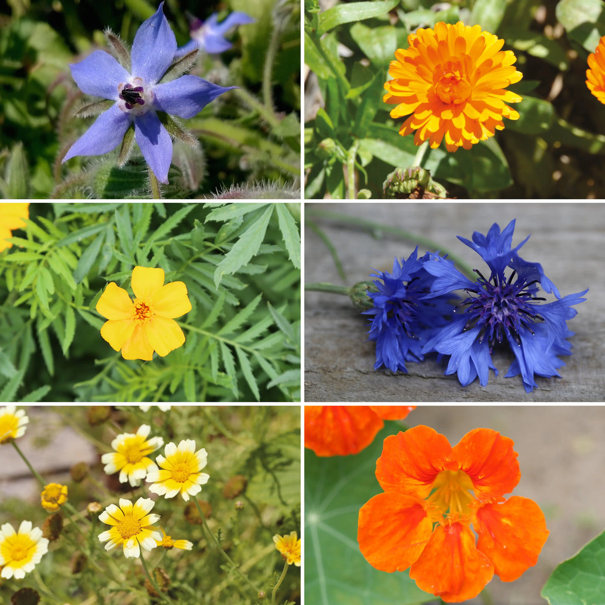Tapis de graines de fleurs en mélange 6 variétés comestibles et utiles bio – La Ferme de Sainte Marthe