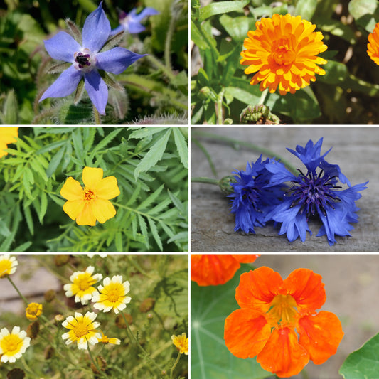 Tapis de graines de fleurs en mélange 6 variétés comestibles et utiles bio – La Ferme de Sainte Marthe