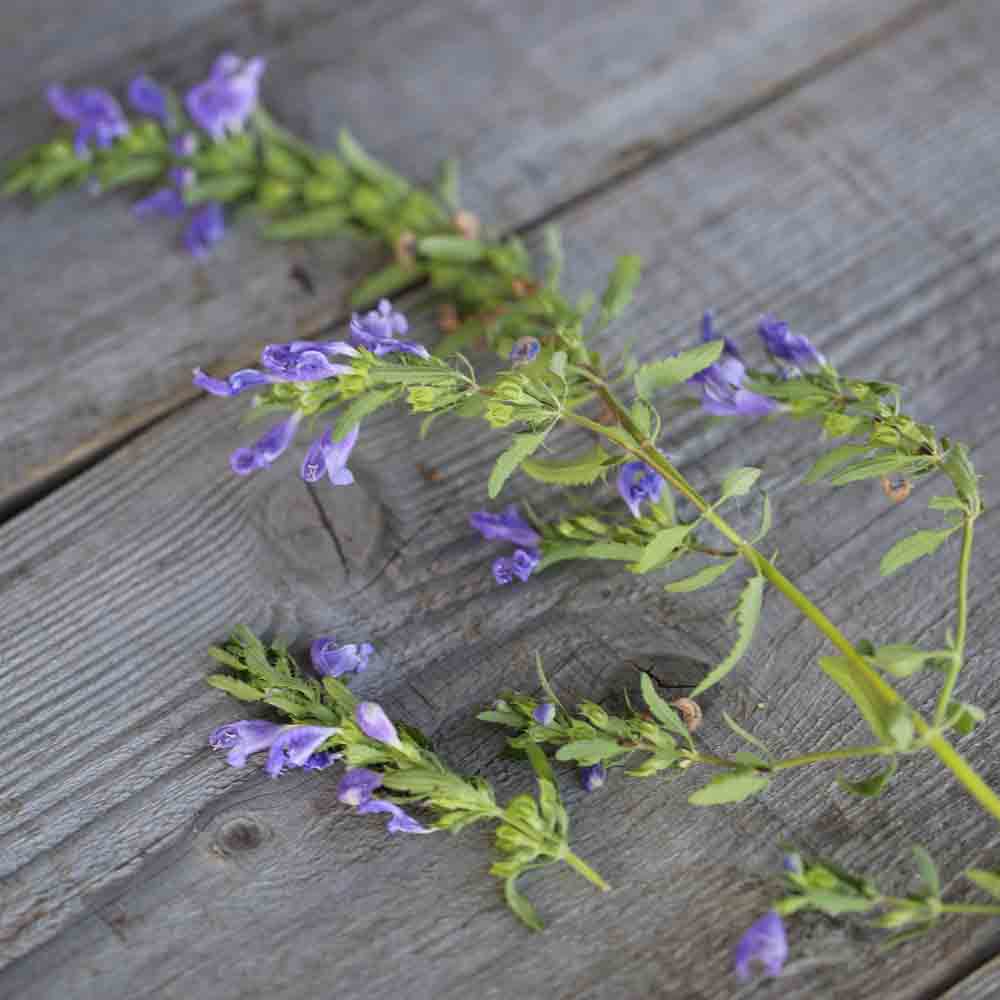 Graines de thé des jardins bio – La Ferme de Sainte Marthe