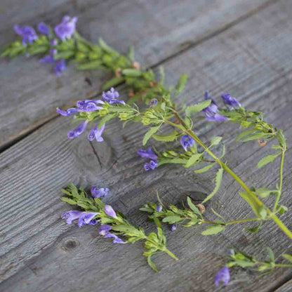 Graines de thé des jardins bio – La Ferme de Sainte Marthe
