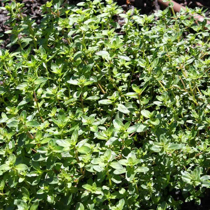 Graines de thym serpolet bio – La Ferme de Sainte Marthe
