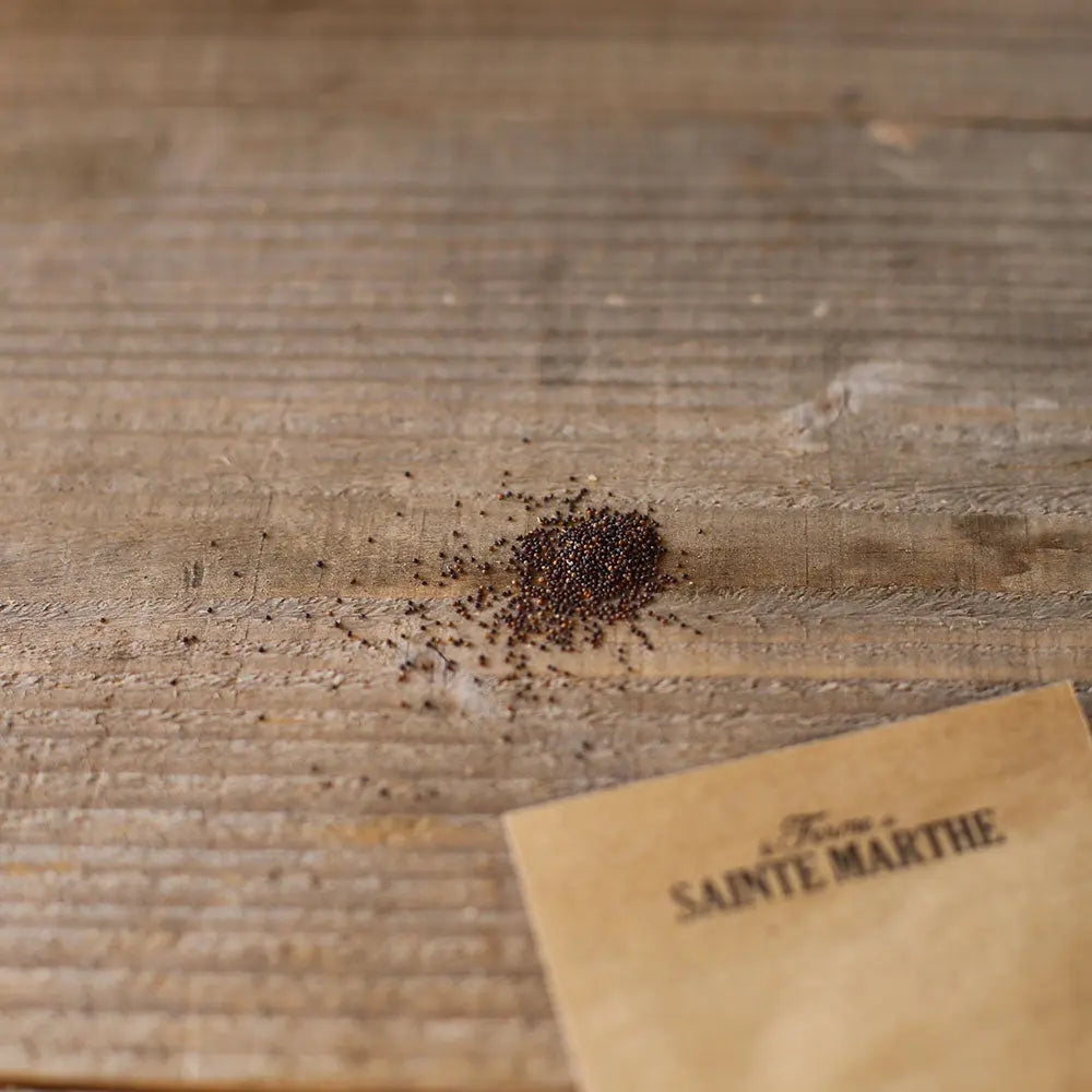 Graines de thym serpolet bio – La Ferme de Sainte Marthe