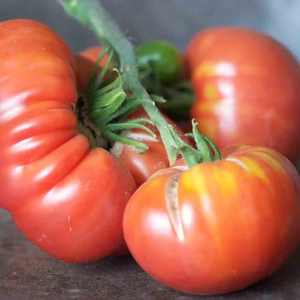 Graines de tomate altaisky bio – La Ferme de Sainte Marthe