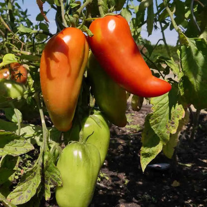 Graines de tomate andine cornue bio – La Ferme de Sainte Marthe