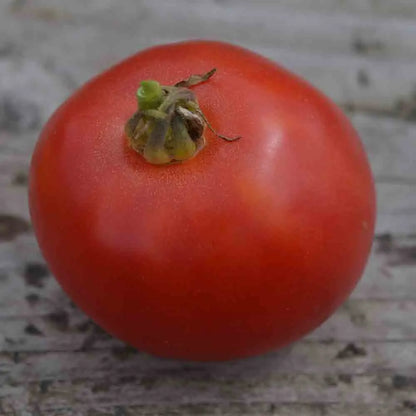 Graines de tomate arkansas traveler bio – La Ferme de Sainte Marthe