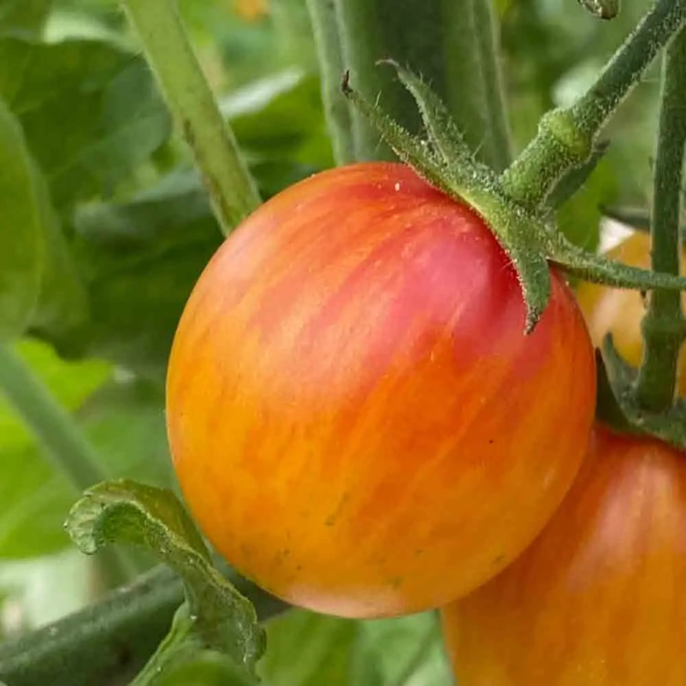 Graines de tomate artisan golden bumble bee bio – La Ferme de Sainte Marthe