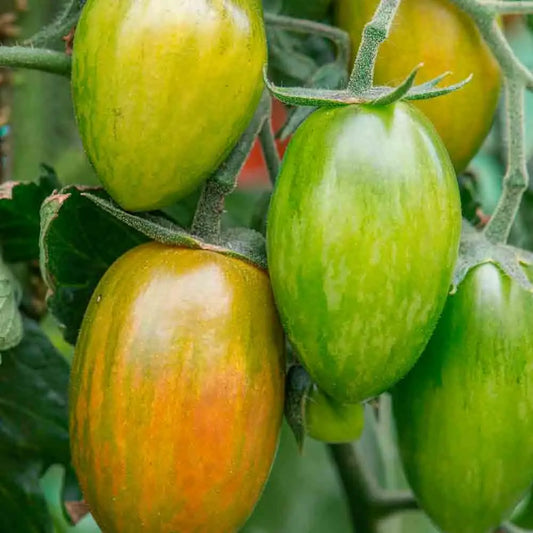 Graines de tomate artisan lucky tiger bio – La Ferme de Sainte Marthe