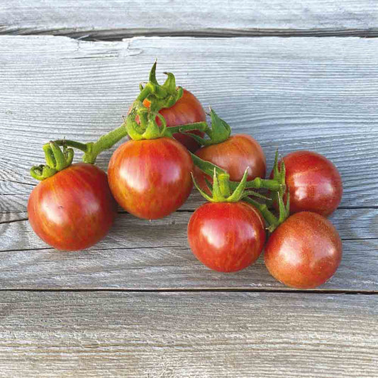 Graines de tomate artisan purple bumble bee bio – La Ferme de Sainte Marthe