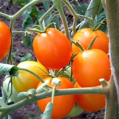 Graines de tomate auriga bio – La Ferme de Sainte Marthe