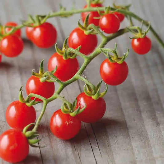 Graines de tomate barbaniaka bio – La Ferme de Sainte Marthe