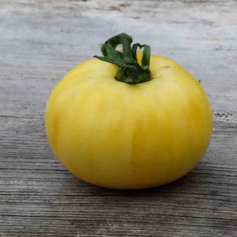 Graines de tomate beauté blanche bio – La Ferme de Sainte Marthe