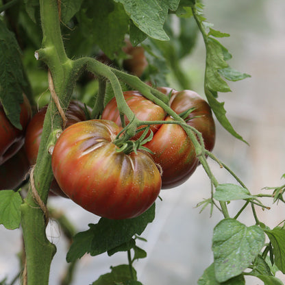 Graines de tomate berkeley tye dye pink bio – La Ferme de Sainte Marthe