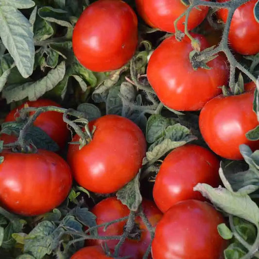 Graines de tomate betalux bio – La Ferme de Sainte Marthe