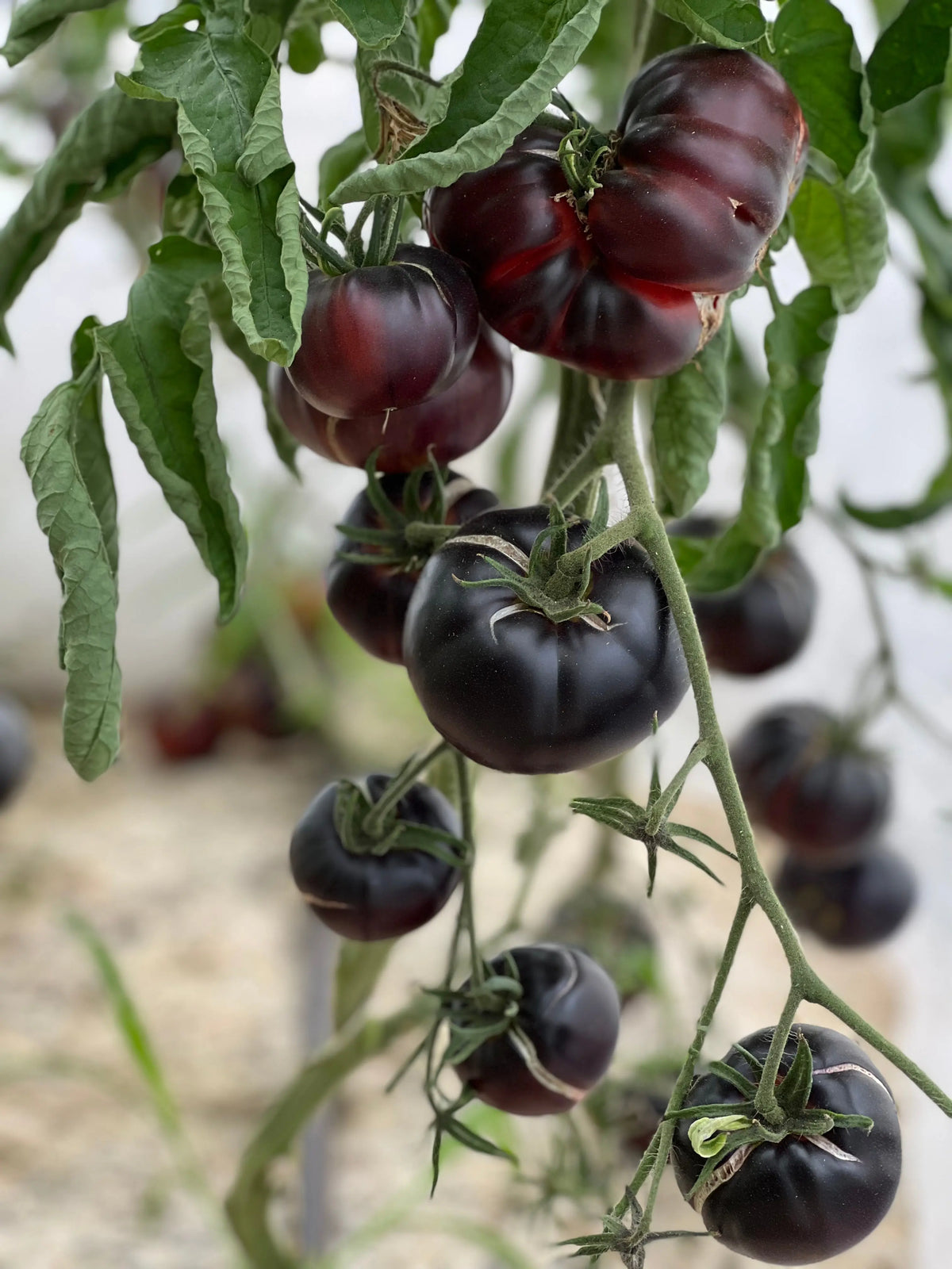 Graines de tomate black beauty bio – La Ferme de Sainte Marthe