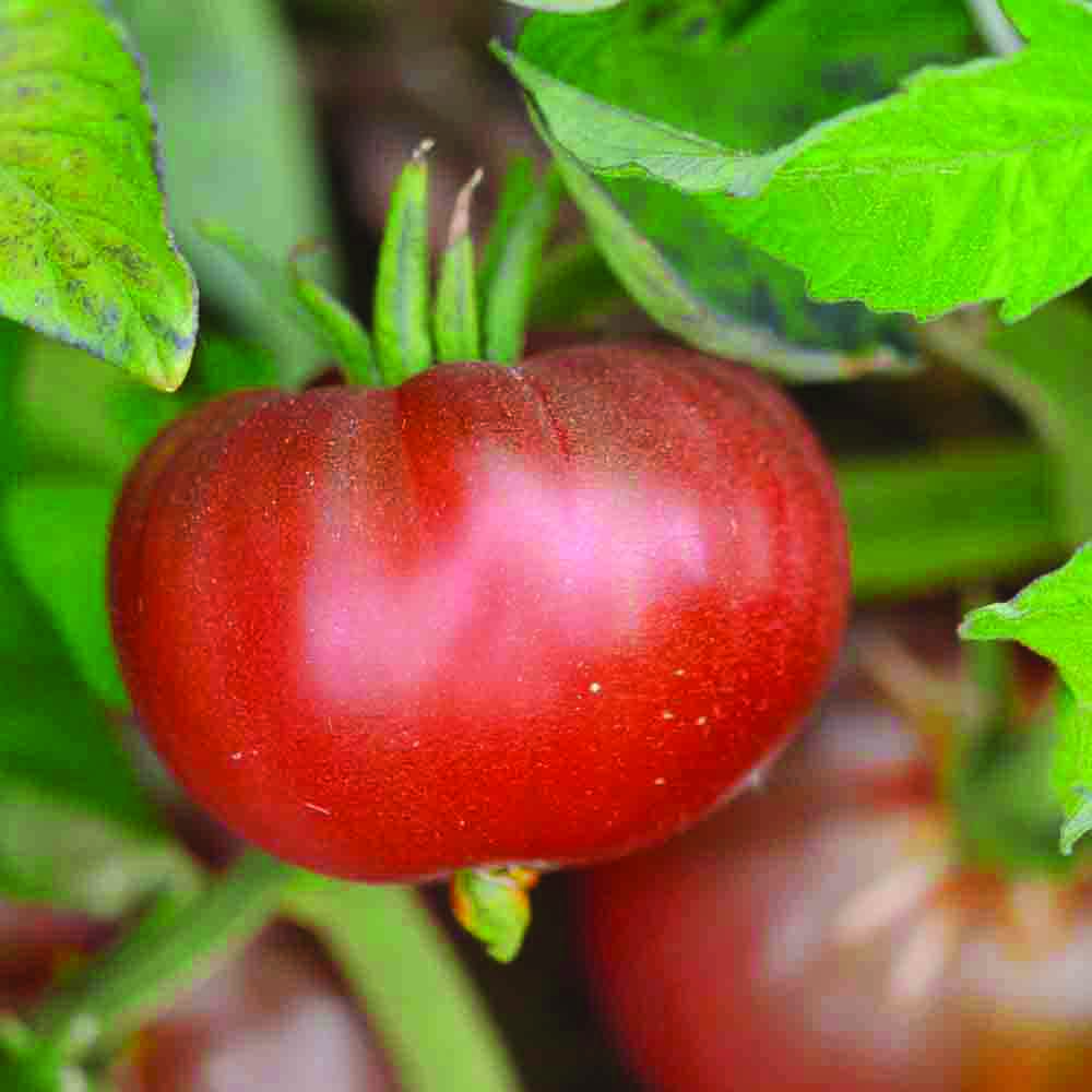 Graines de tomate black ethiopian bio – La Ferme de Sainte Marthe