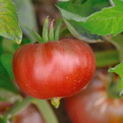 Graines de tomate black ethiopian bio – La Ferme de Sainte Marthe