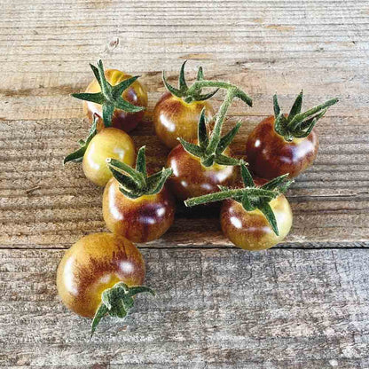 Graines de tomate blue cream berries bio – La Ferme de Sainte Marthe