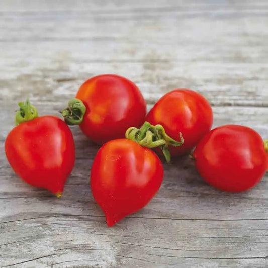 Graines de tomate borgo celano – La Ferme de Sainte Marthe