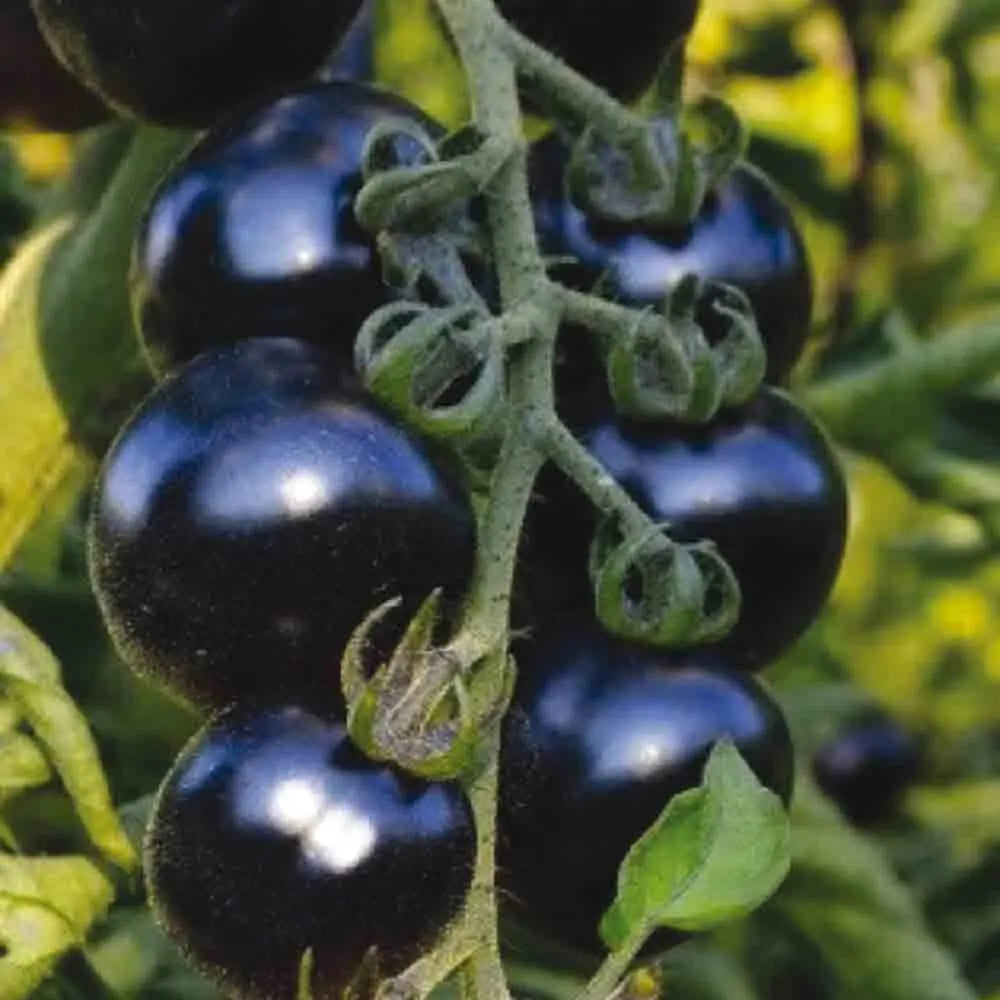 Graines de tomate bosque blue bio – La Ferme de Sainte Marthe