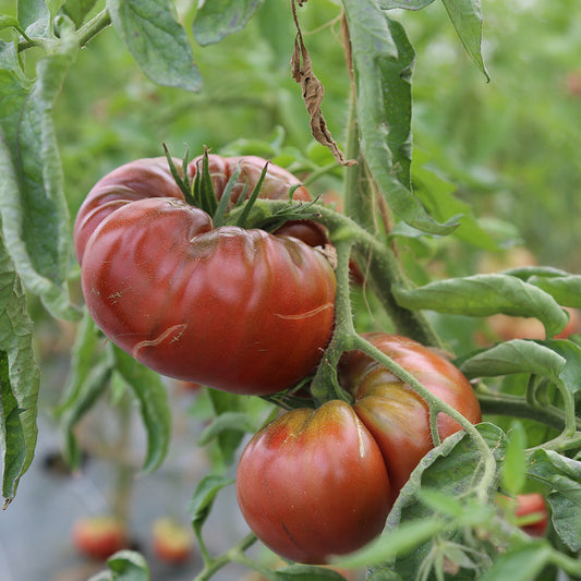 Graines de tomate brandywine bio – La Ferme de Sainte Marthe