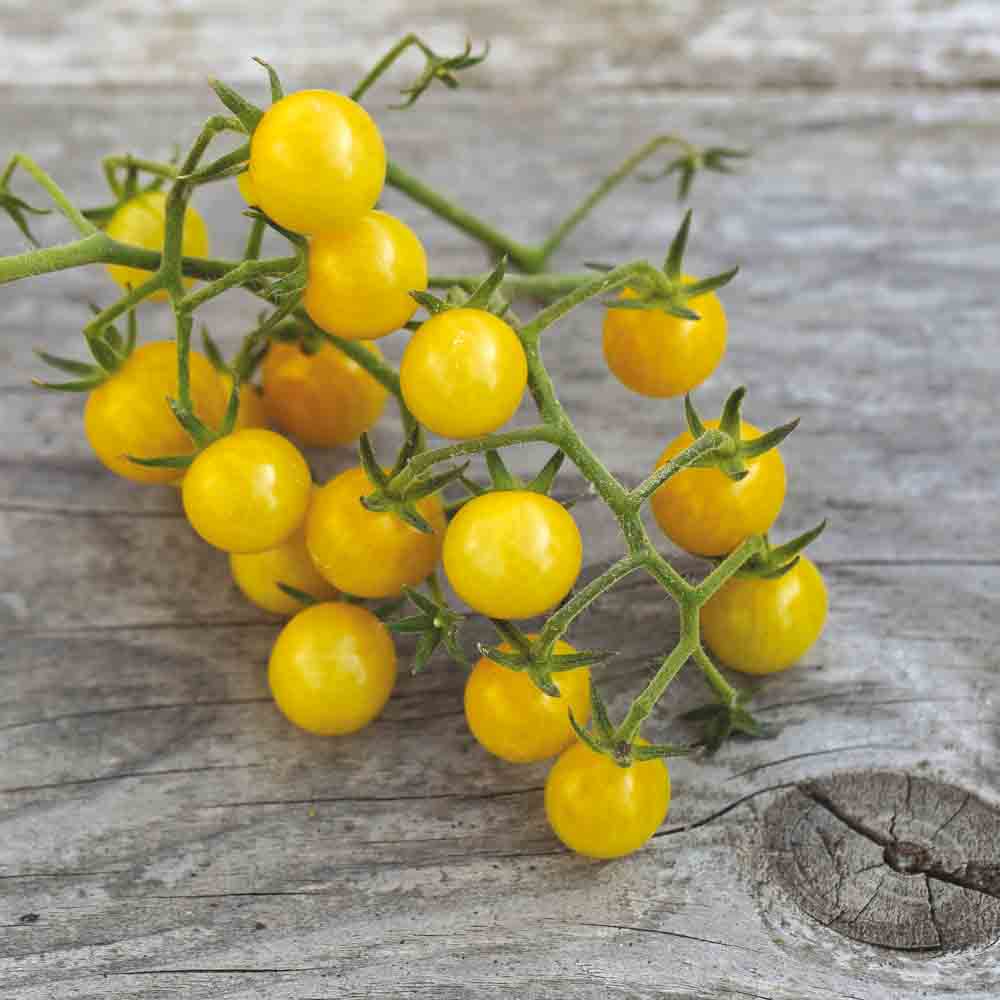 Graines de tomate bulle – La Ferme de Sainte Marthe