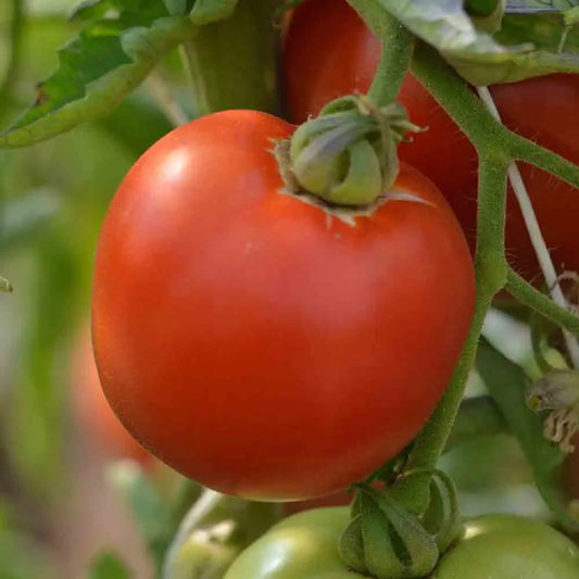 Graines de tomate burpee delicious bio – La Ferme de Sainte Marthe