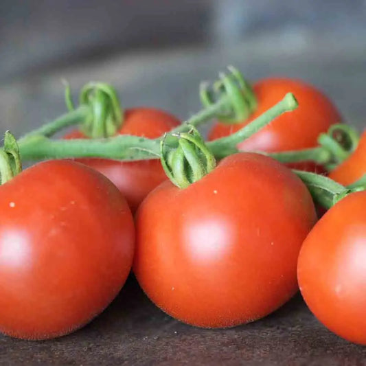 Graines de tomate casaque rouge bio – La Ferme de Sainte Marthe