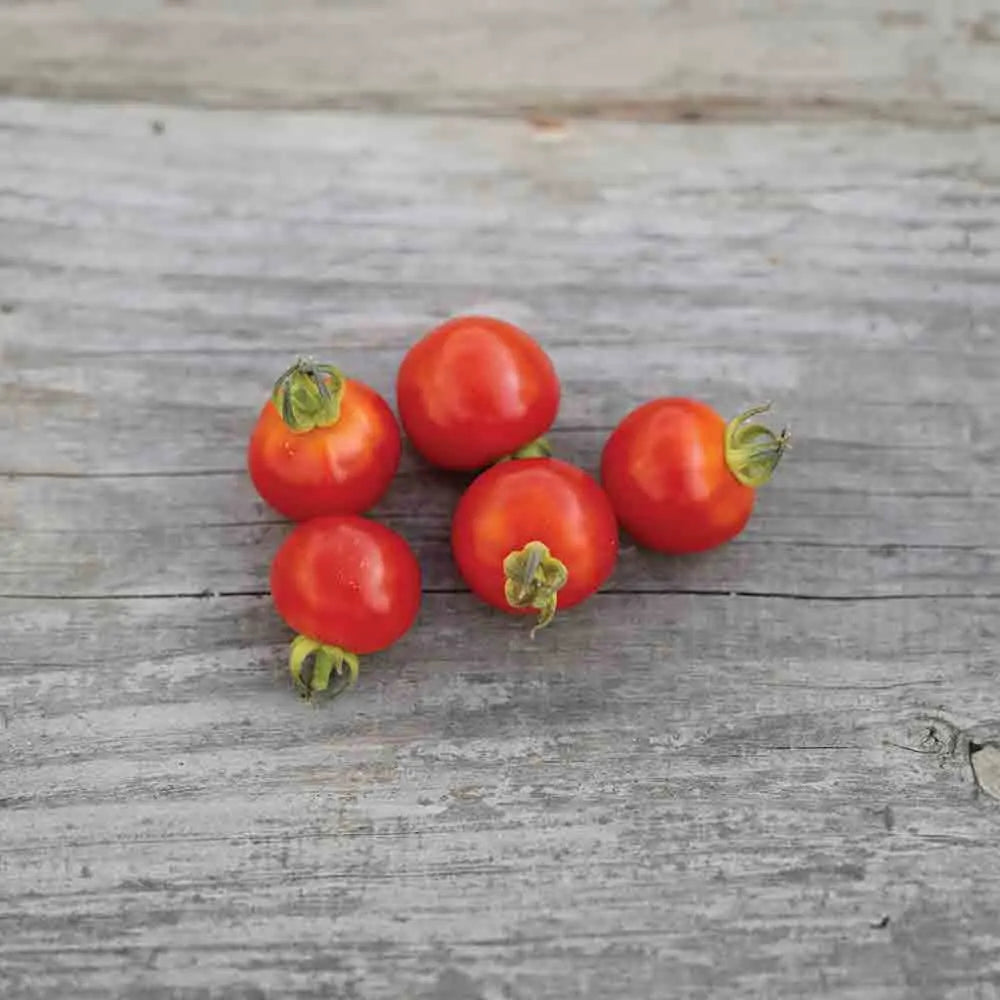 Graines de tomate cerise bio – La Ferme de Sainte Marthe