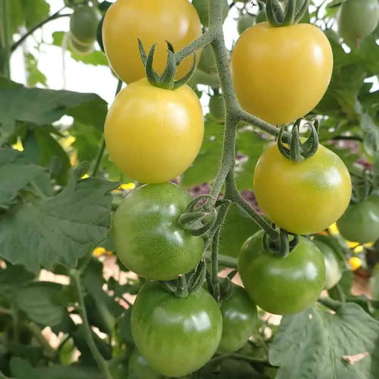 Graines de tomate cerise snowberry bio – La Ferme de Sainte Marthe
