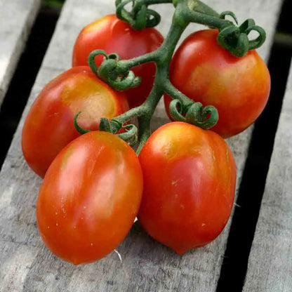 Graines de tomate cerisette brin de muguet bio – La Ferme de Sainte Marthe