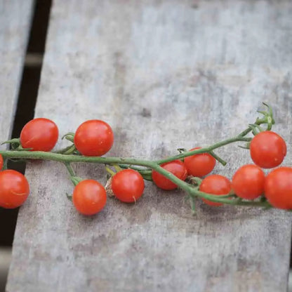 Graines de tomate cerisette lylia bio – La Ferme de Sainte Marthe