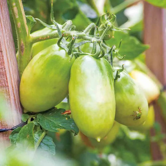 Graines de tomate chile verde bio – La Ferme de Sainte Marthe