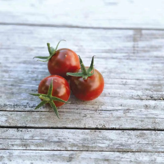 Graines de tomate chinese black pearl bio – La Ferme de Sainte Marthe