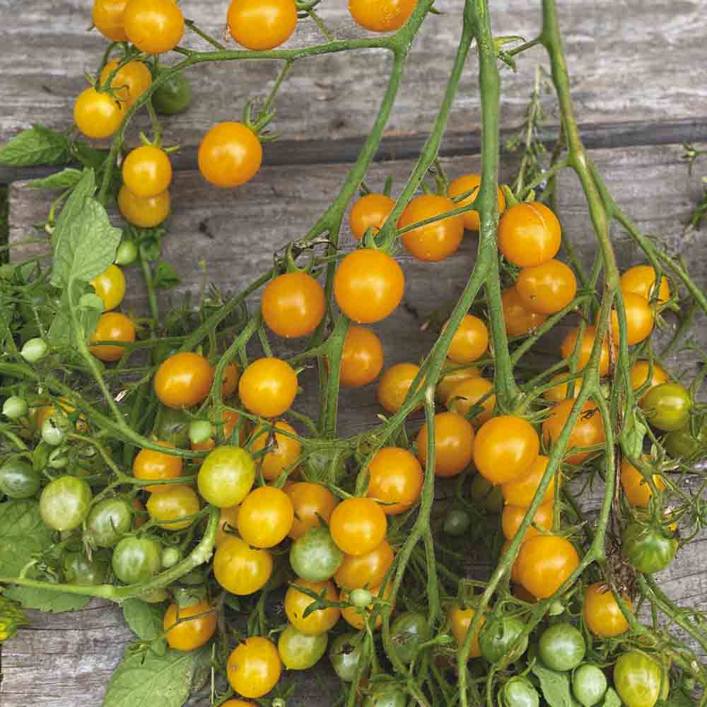 Graines de tomate cocktail clementine bio – La Ferme de Sainte Marthe