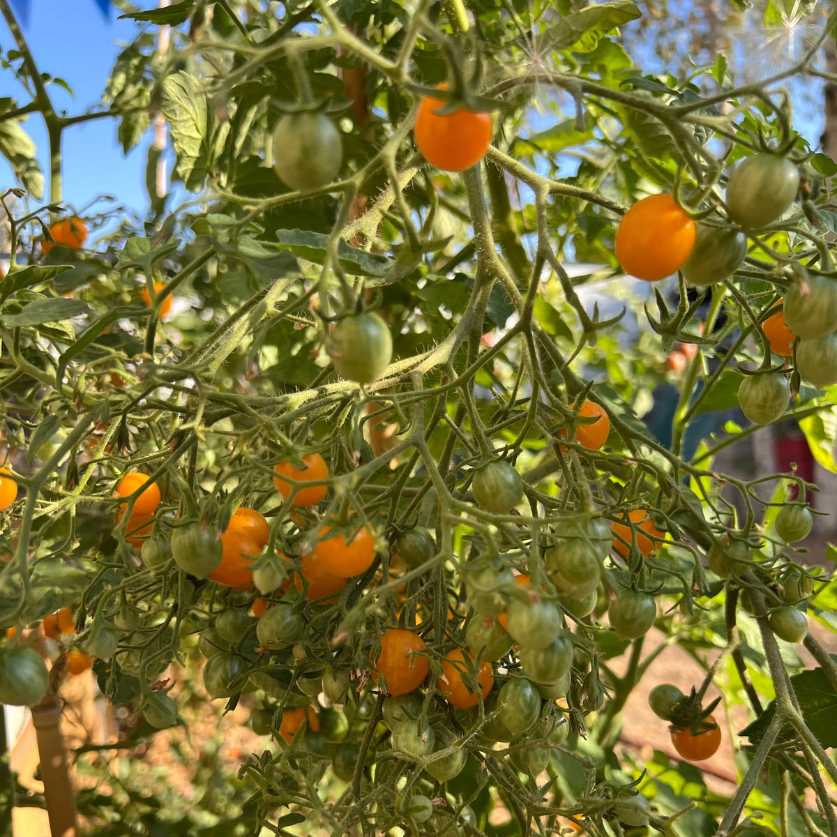 Graines de tomate cocktail clementine bio – La Ferme de Sainte Marthe