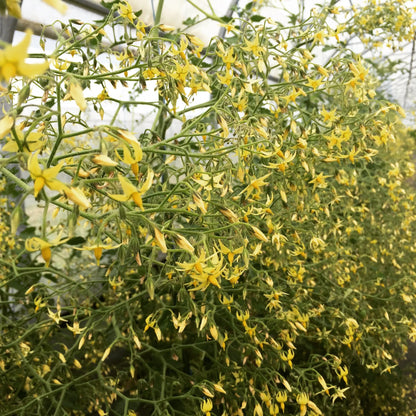 Graines de tomate cocktail clementine bio – La Ferme de Sainte Marthe