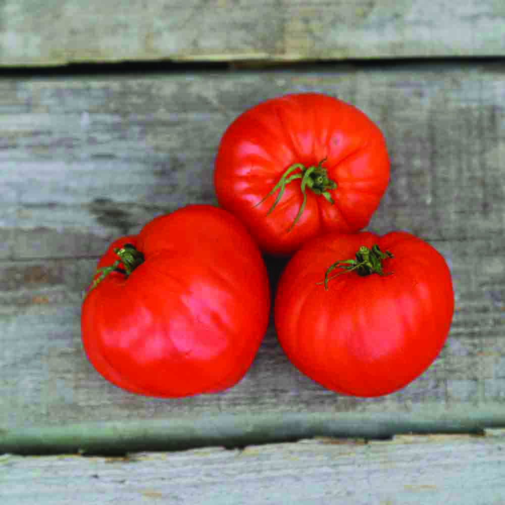 Graines de tomate cœur de bœuf géant reif red bio – La Ferme de Sainte Marthe