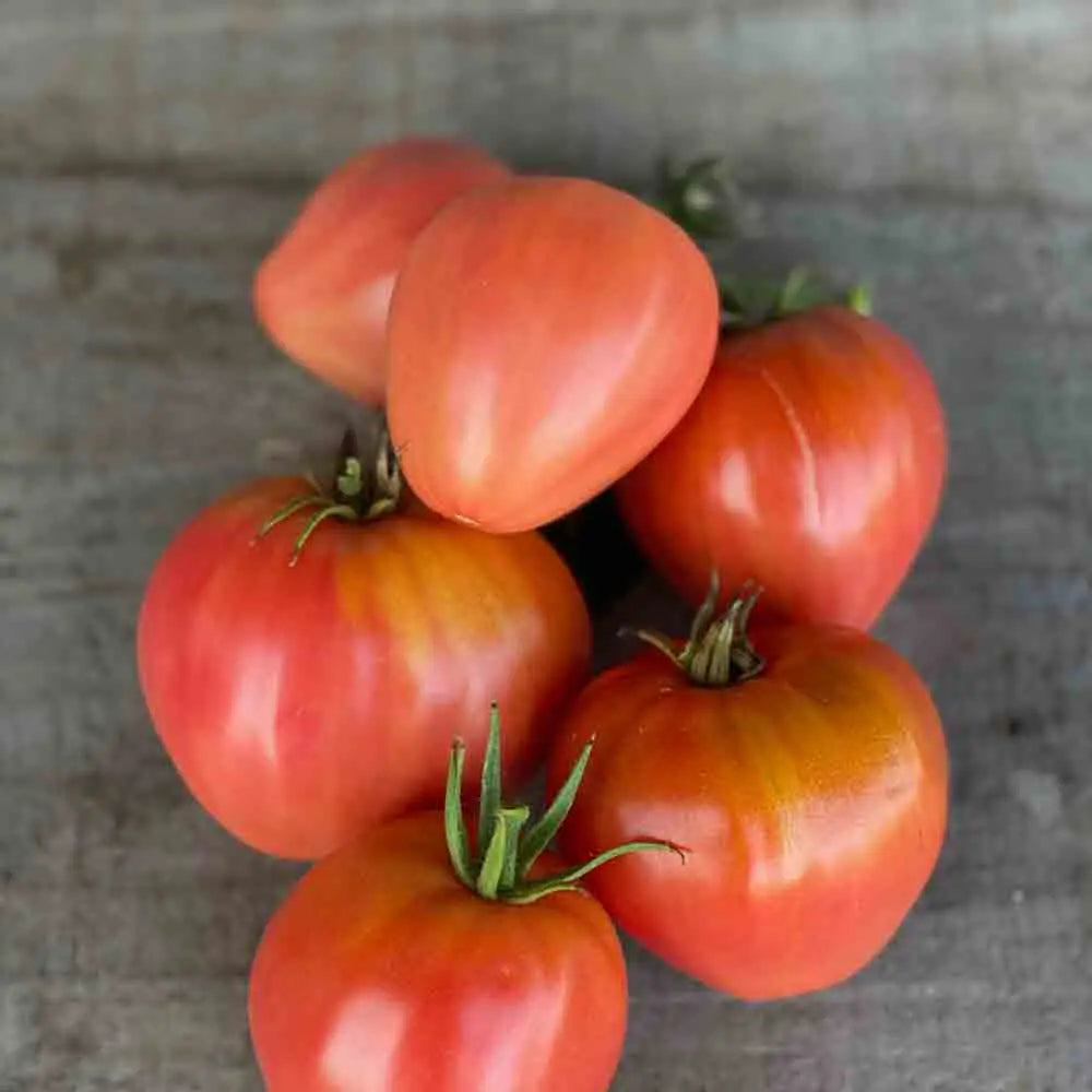 Graines de tomate cœur de bœuf rose bio – La Ferme de Sainte Marthe