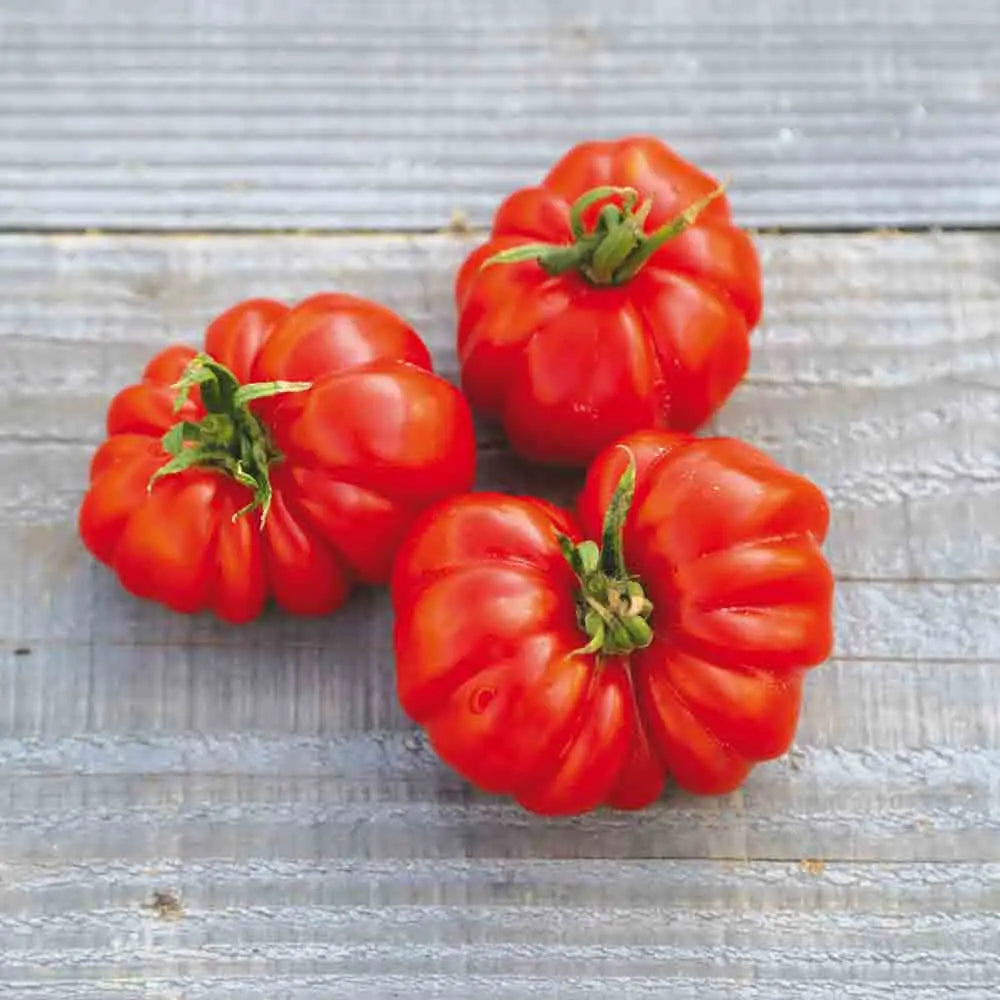 Graines de tomate costoluto genovese bio – La Ferme de Sainte Marthe