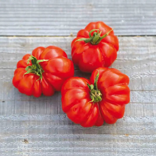 Graines de tomate costoluto genovese bio – La Ferme de Sainte Marthe