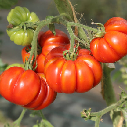 Graines de tomate costoluto genovese bio – La Ferme de Sainte Marthe