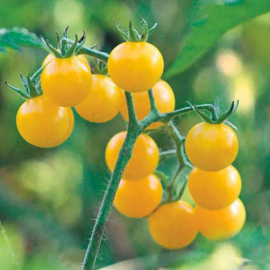 Graines de tomate coyote bio – La Ferme de Sainte Marthe