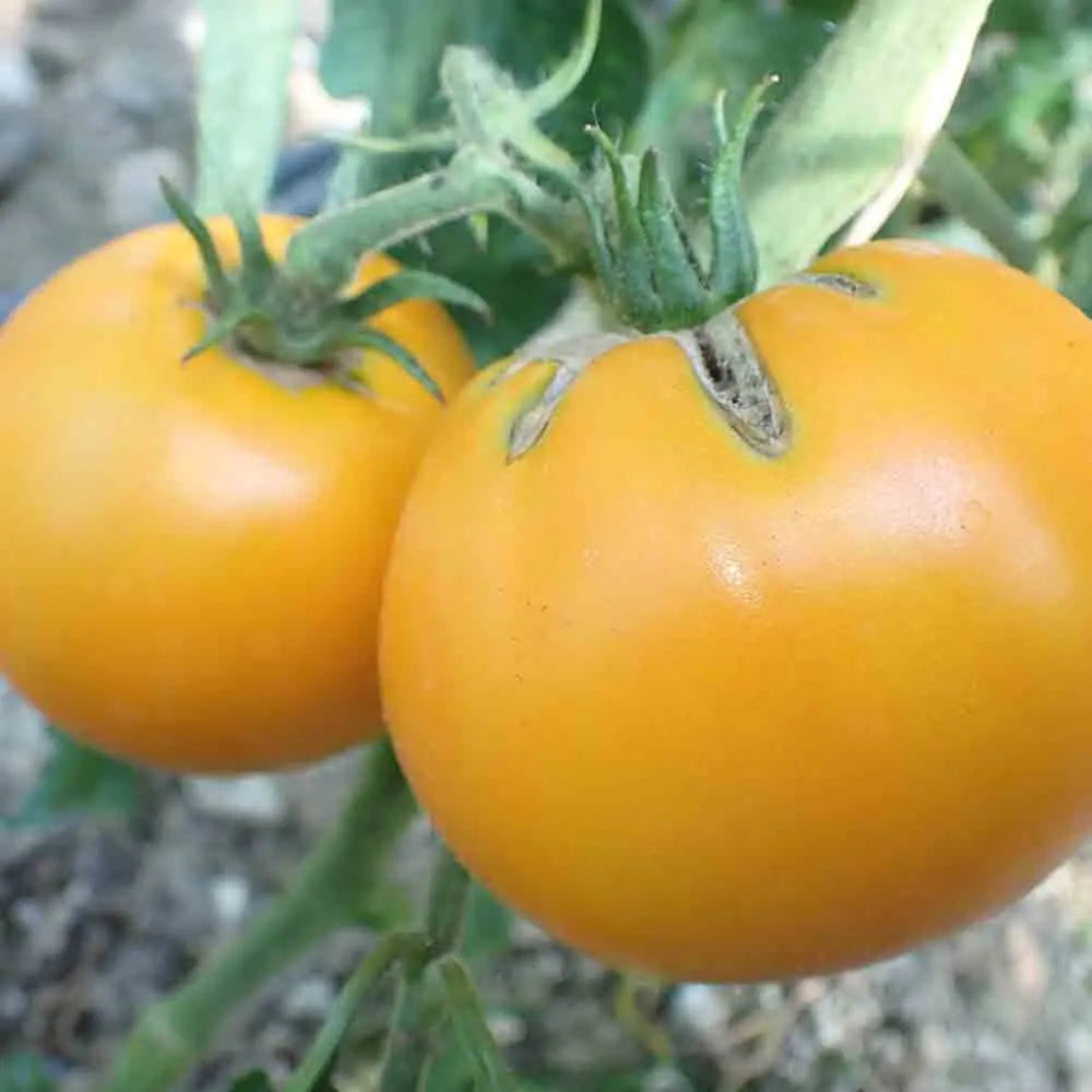 Graines de tomate dad's sunset bio – La Ferme de Sainte Marthe