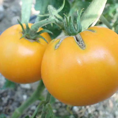 Graines de tomate dad's sunset bio – La Ferme de Sainte Marthe