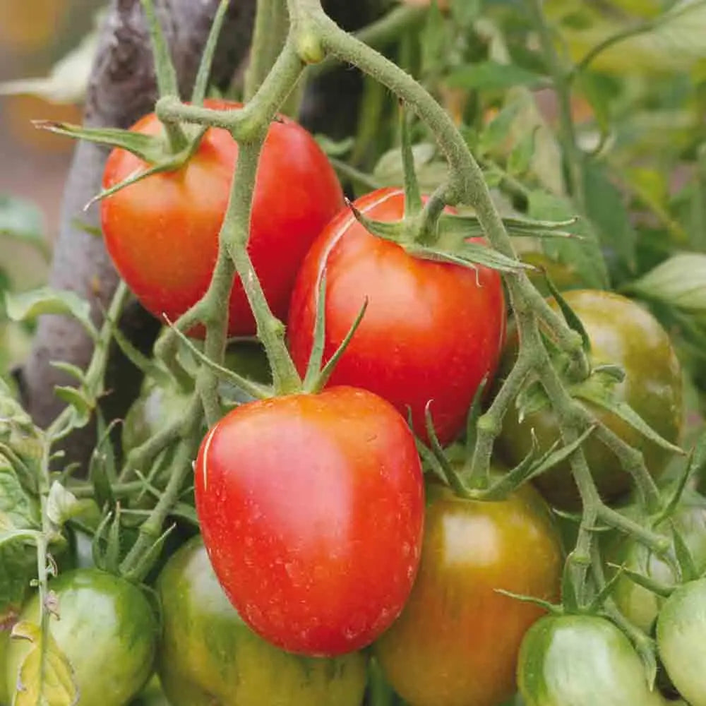 Graines de tomate de berao bio – La Ferme de Sainte Marthe