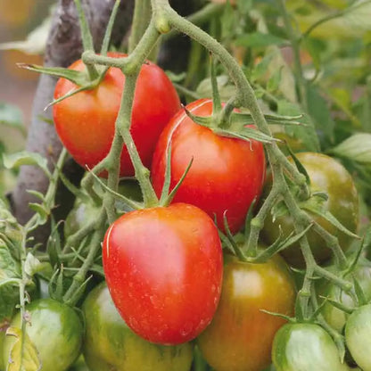 Graines de tomate de berao bio – La Ferme de Sainte Marthe