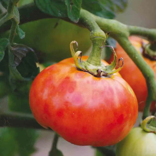 Graines de tomate delicate bio – La Ferme de Sainte Marthe
