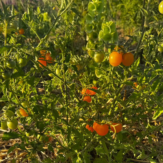 Graines de tomate des galapagos bio – La Ferme de Sainte Marthe